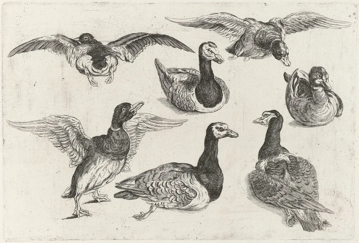 Seven Ducks