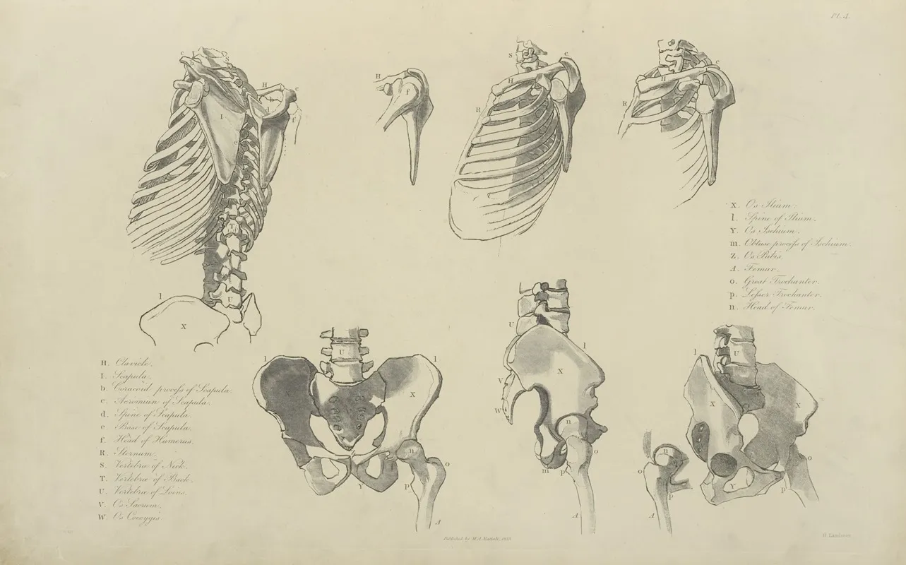 Seven Views Of Bones Of Ribcage And Pelvis Wall Art by M.A. Nattali - High-Resolution Digital Print