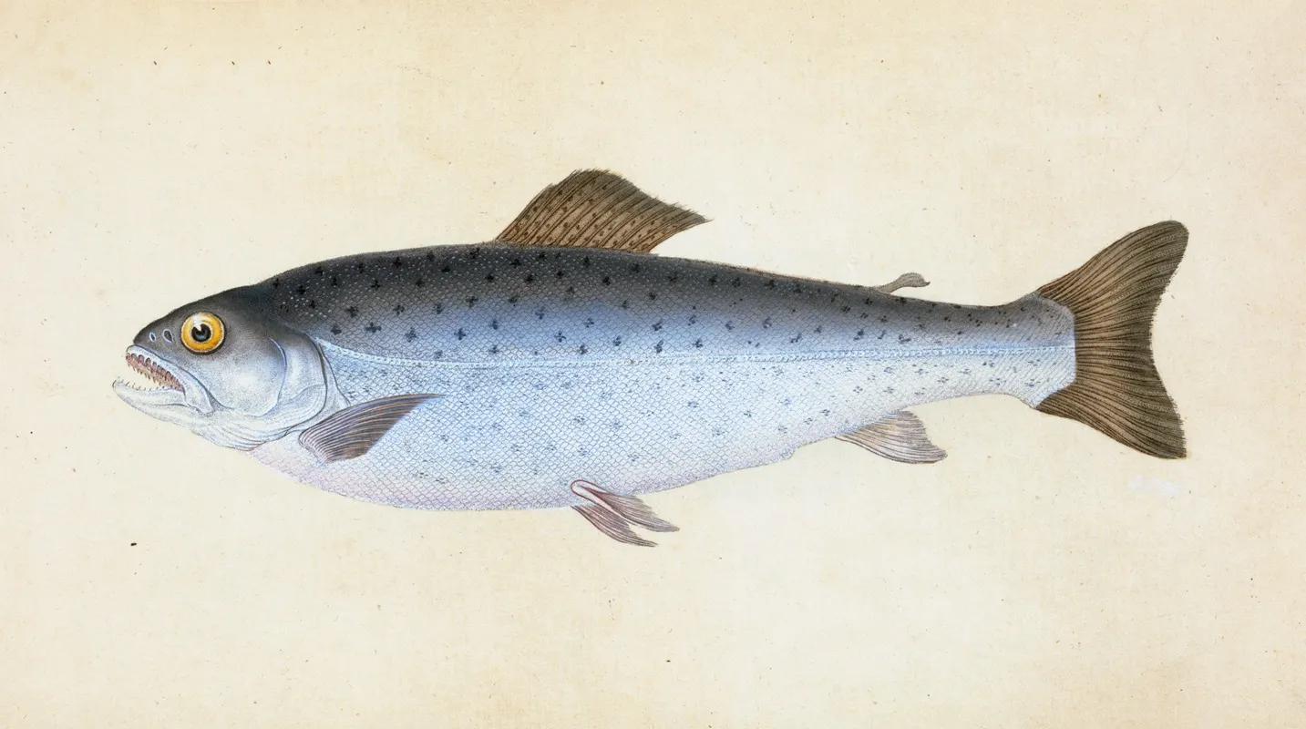 Sewen Ssalmo Cambricus Wall Art by Edward Donovan - High-Resolution Digital Print