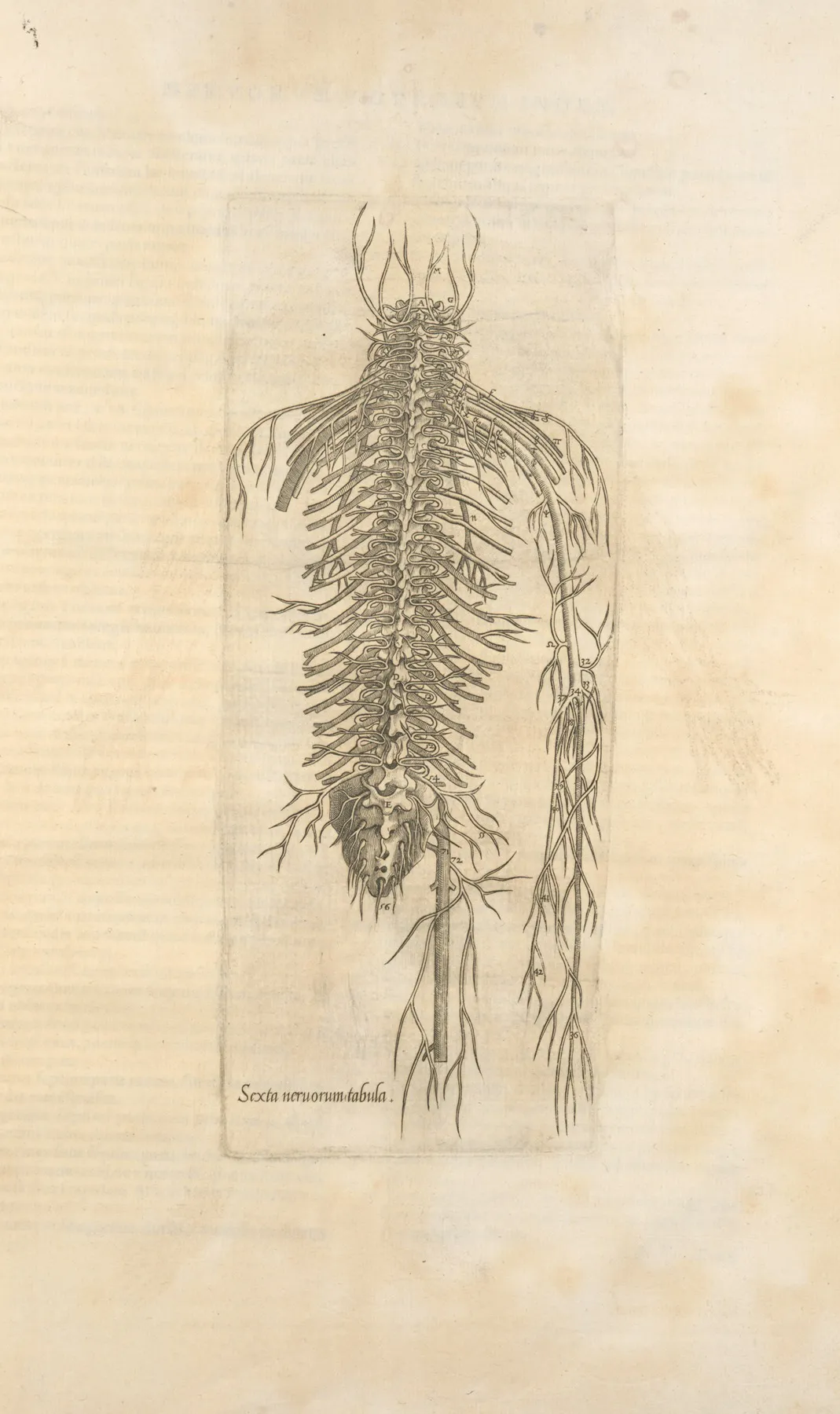 Sexta Neruorum Tabula Nerves Of The Spine