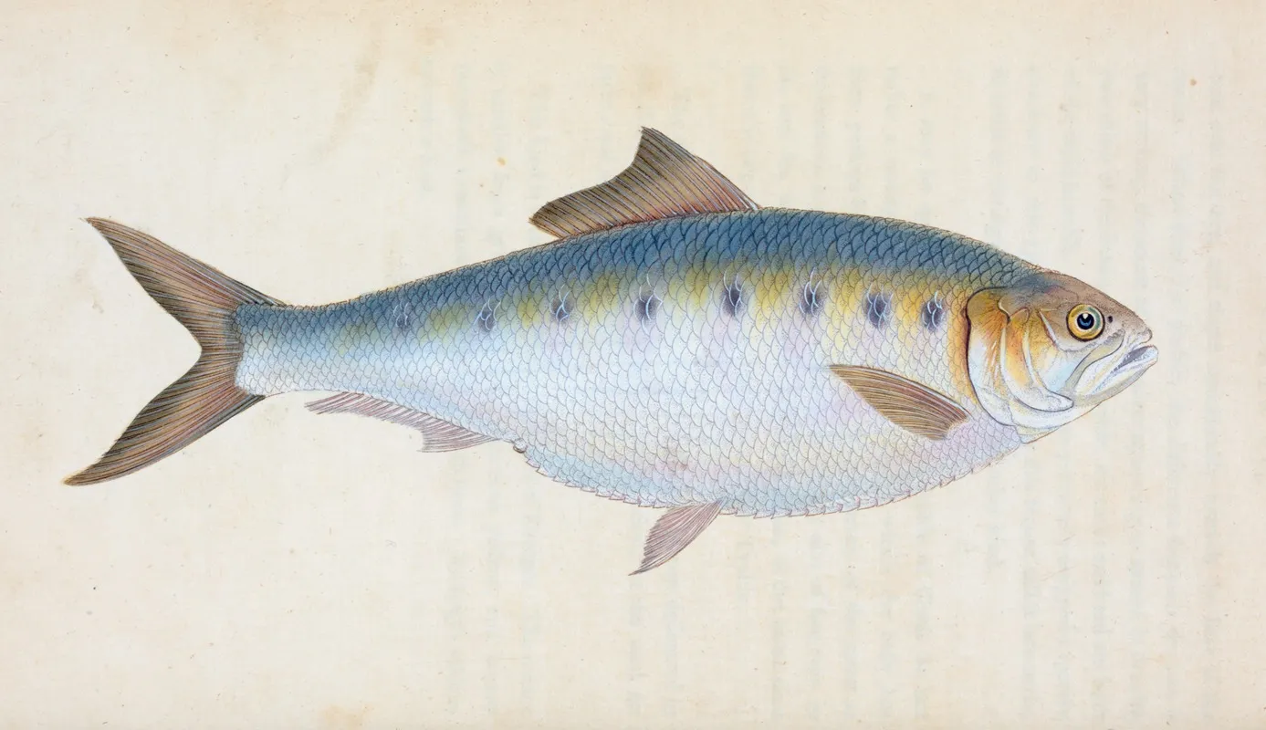 Shad Clupea Alosa Wall Art by Edward Donovan - High-Resolution Digital Print