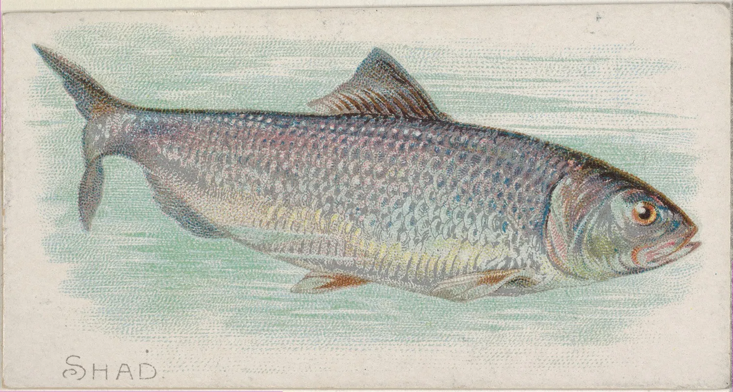 Shad Wall Art by Allen &amp; Ginter - High-Resolution Digital Print