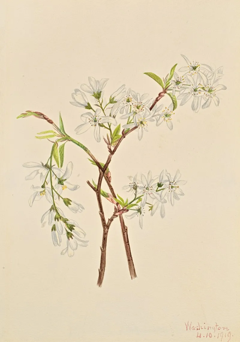 Shadbush Amelianchier Oblongifolia