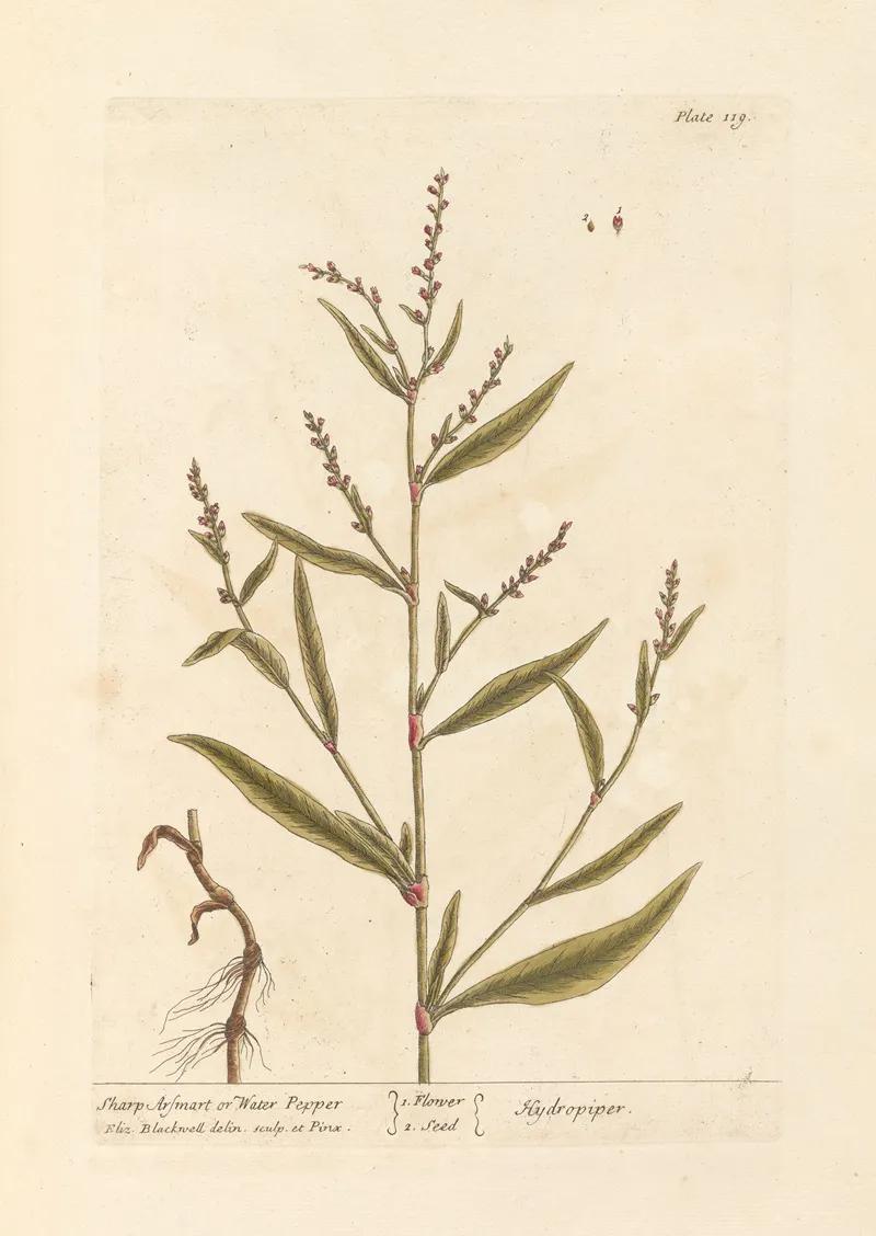 Sharp Arsmart Or Water Pepper Wall Art by Elizabeth Blackwell - High-Resolution Digital Print