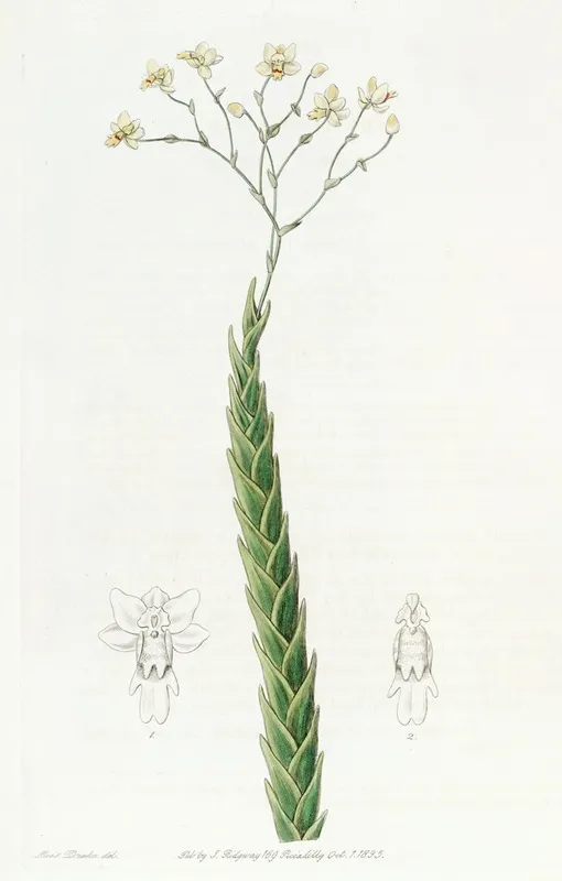 Sharp Leaved Fernandezia Wall Art by Sydenham Edwards - High-Resolution Digital Print
