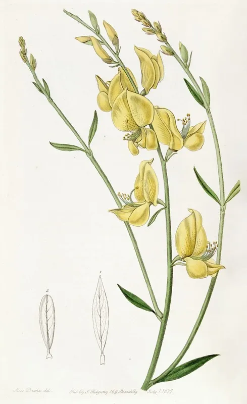 Sharp Leaved Spanish Broom Wall Art by Sydenham Edwards - High-Resolution Digital Print