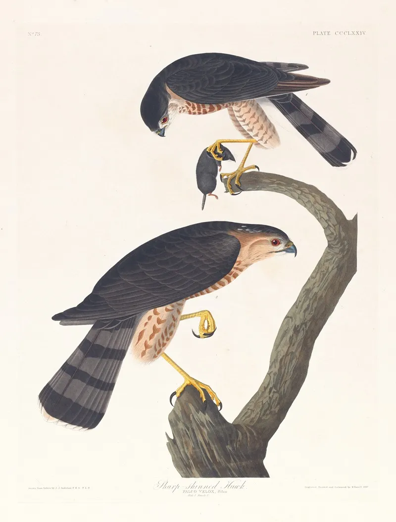 Sharp Skinned Hawk Wall Art by John James Audubon - High-Resolution Digital Print