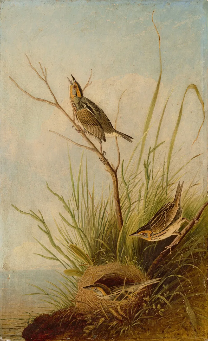 Sharp Tailed Finch 2 Wall Art by Joseph Bartholomew Kidd - High-Resolution Digital Print