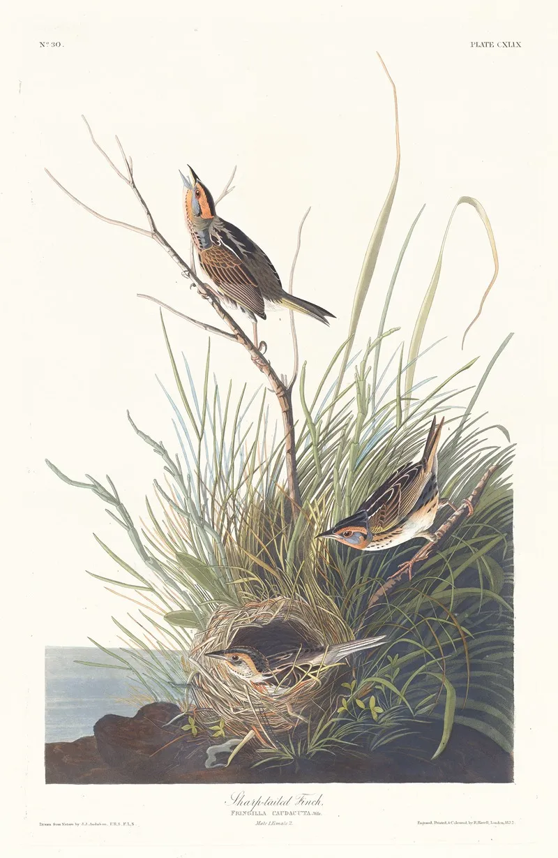 Sharp Tailed Finch Wall Art by John James Audubon - High-Resolution Digital Print