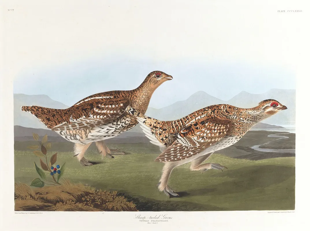 Sharp Tailed Grous Wall Art by John James Audubon - High-Resolution Digital Print