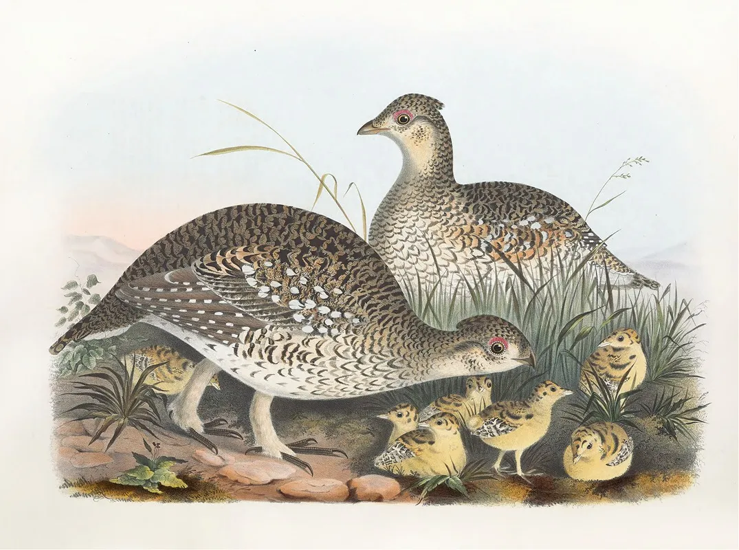 Sharp Tailed Grouse Wall Art by Daniel Giraud Elliot - High-Resolution Digital Print
