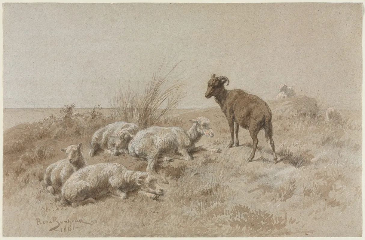 Sheep 13