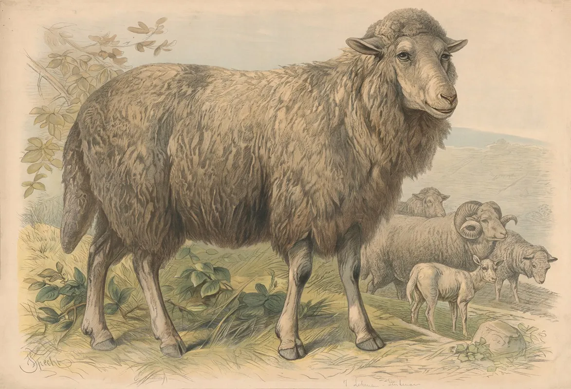Sheep 22 Wall Art by Friedrich Specht - High-Resolution Digital Print