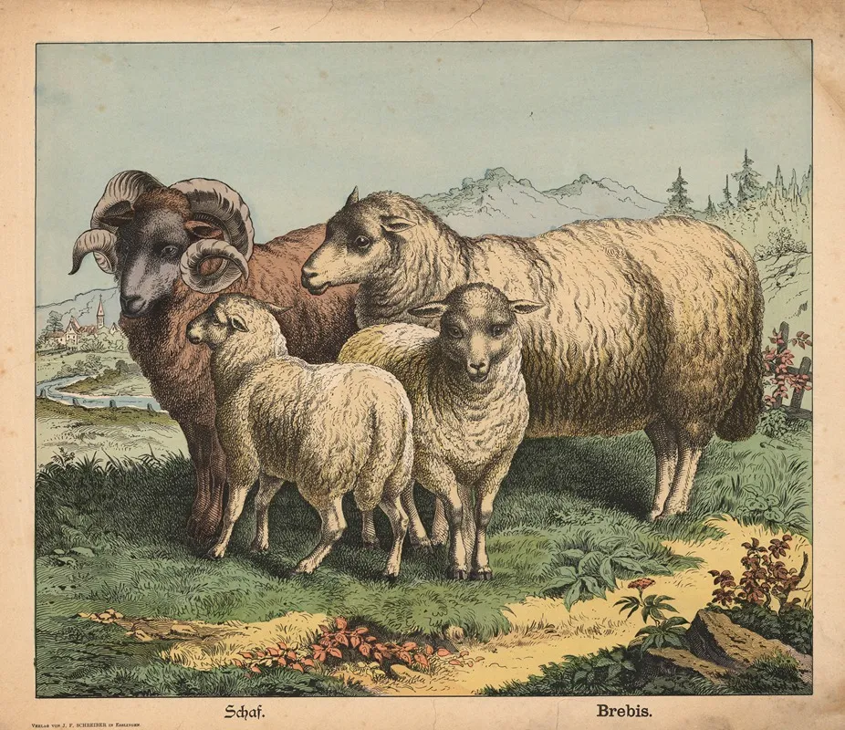Sheep 23