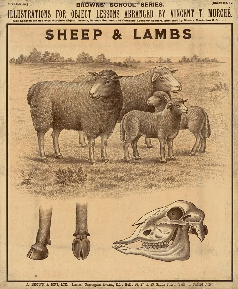 Sheep Lambs Wall Art by Vincent T. Murché - High-Resolution Digital Print