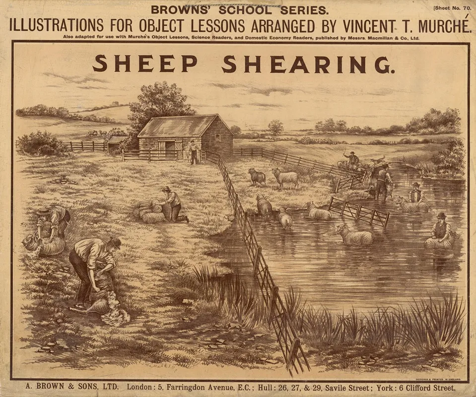 Sheep Shearing 3 Wall Art by Vincent T. Murché - High-Resolution Digital Print