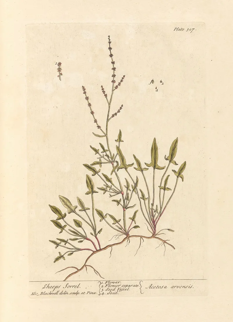 Sheeps Sorrel Wall Art by Elizabeth Blackwell - High-Resolution Digital Print