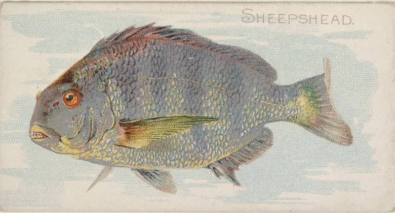 Sheepshead Wall Art by Allen &amp; Ginter - High-Resolution Digital Print