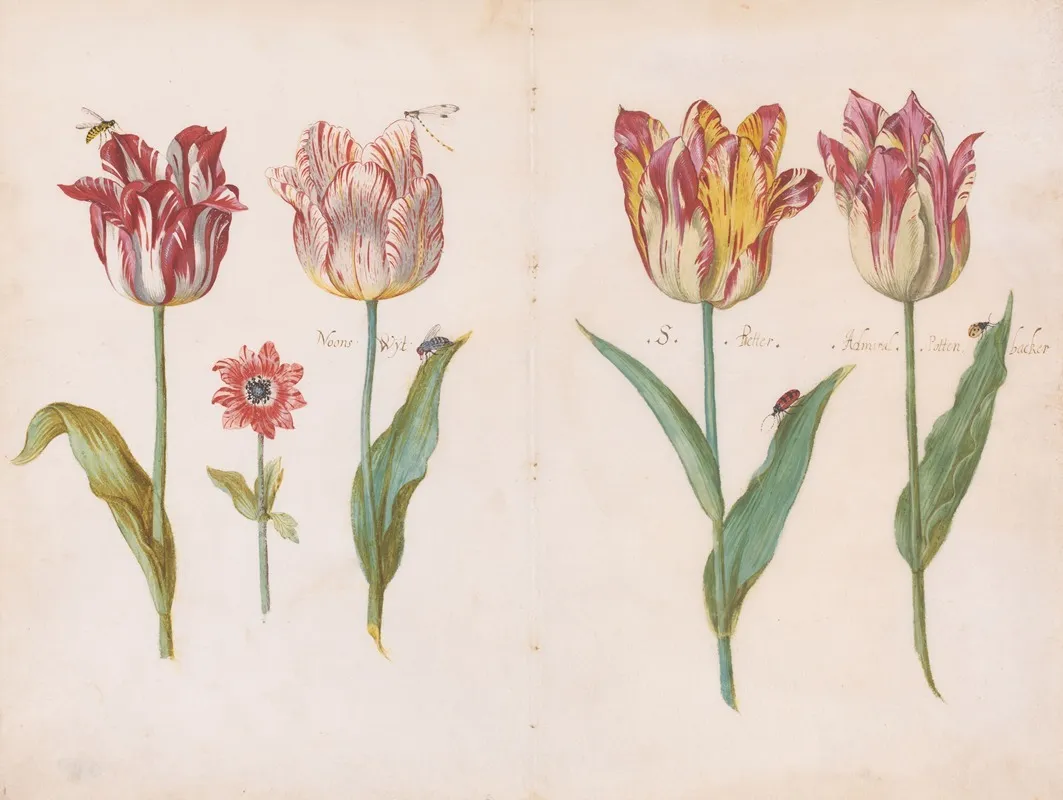 Sheet From A Tulip Book Wall Art by Jacob Marrel - High-Resolution Digital Print