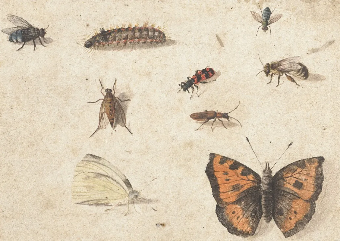 Sheet Of Studies Of Nine Insects Wall Art by Jan Van Kessel The Elder - High-Resolution Digital Print
