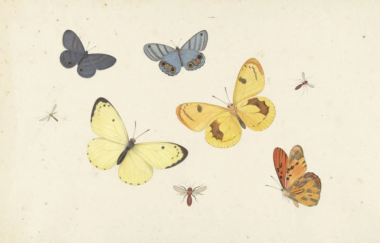 Sheet Of Studies With Five Butterflies A Wasp And Two Flies Wall Art by Pieter Withoos - High-Resolution Digital Print