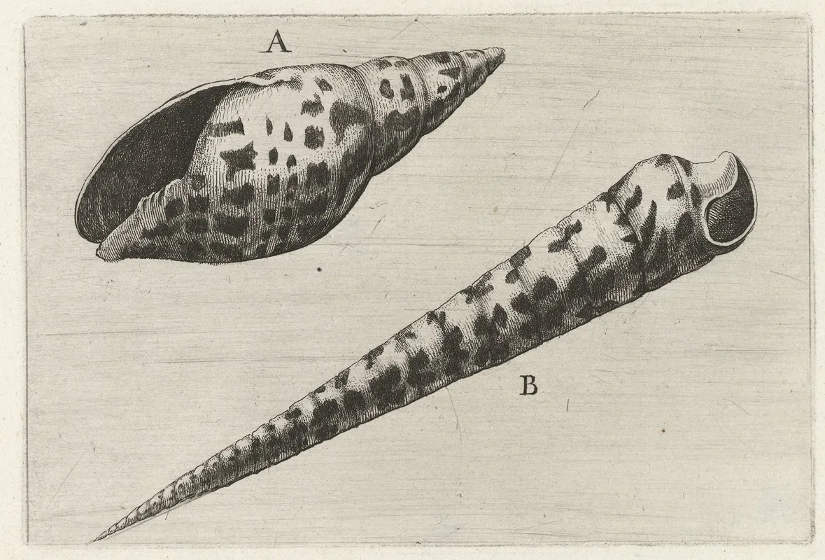 Shell Of Cardinal Mitre Mitra Cardinalis A And Subulate Auger Terebra Subulata B
