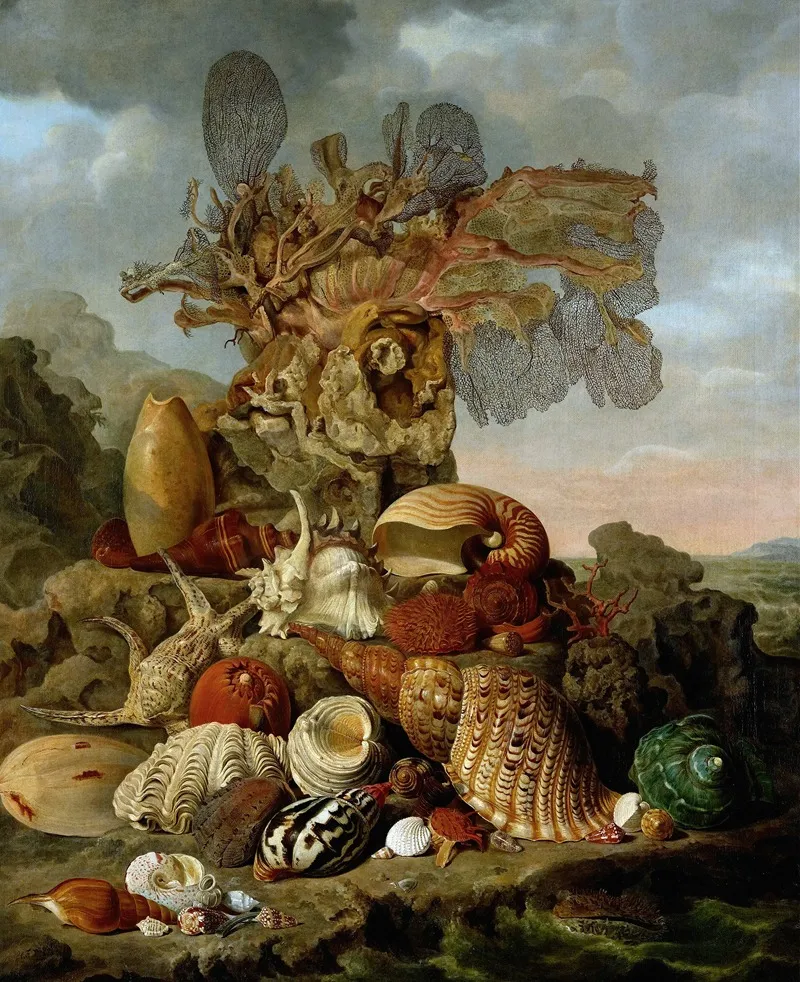 Shells And Marine Plants Wall Art by Henricus Franciscus Wiertz - High-Resolution Digital Print