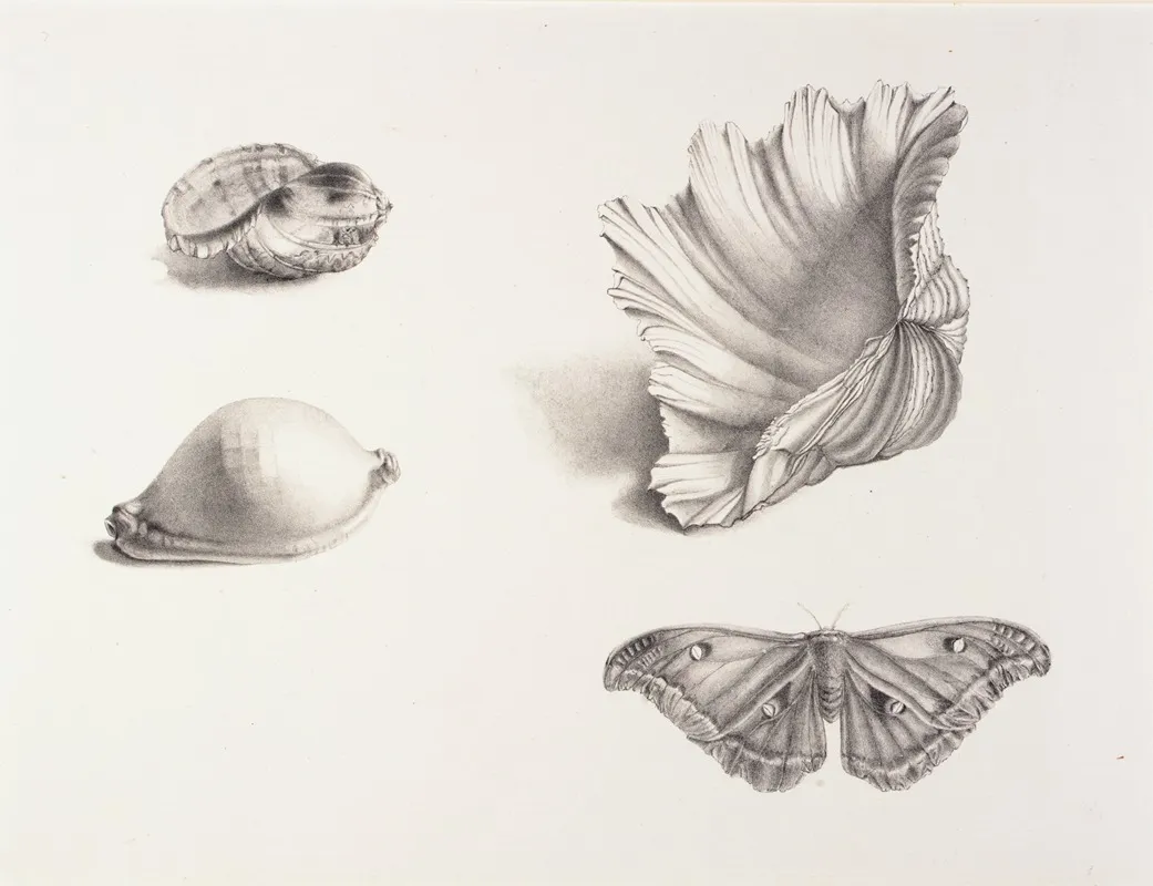 Shells And Moth Wall Art by Mary Fornance - High-Resolution Digital Print