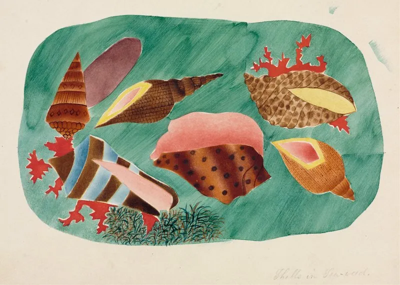 Shells In Seaweed Wall Art by Mary Altha Nims - High-Resolution Digital Print