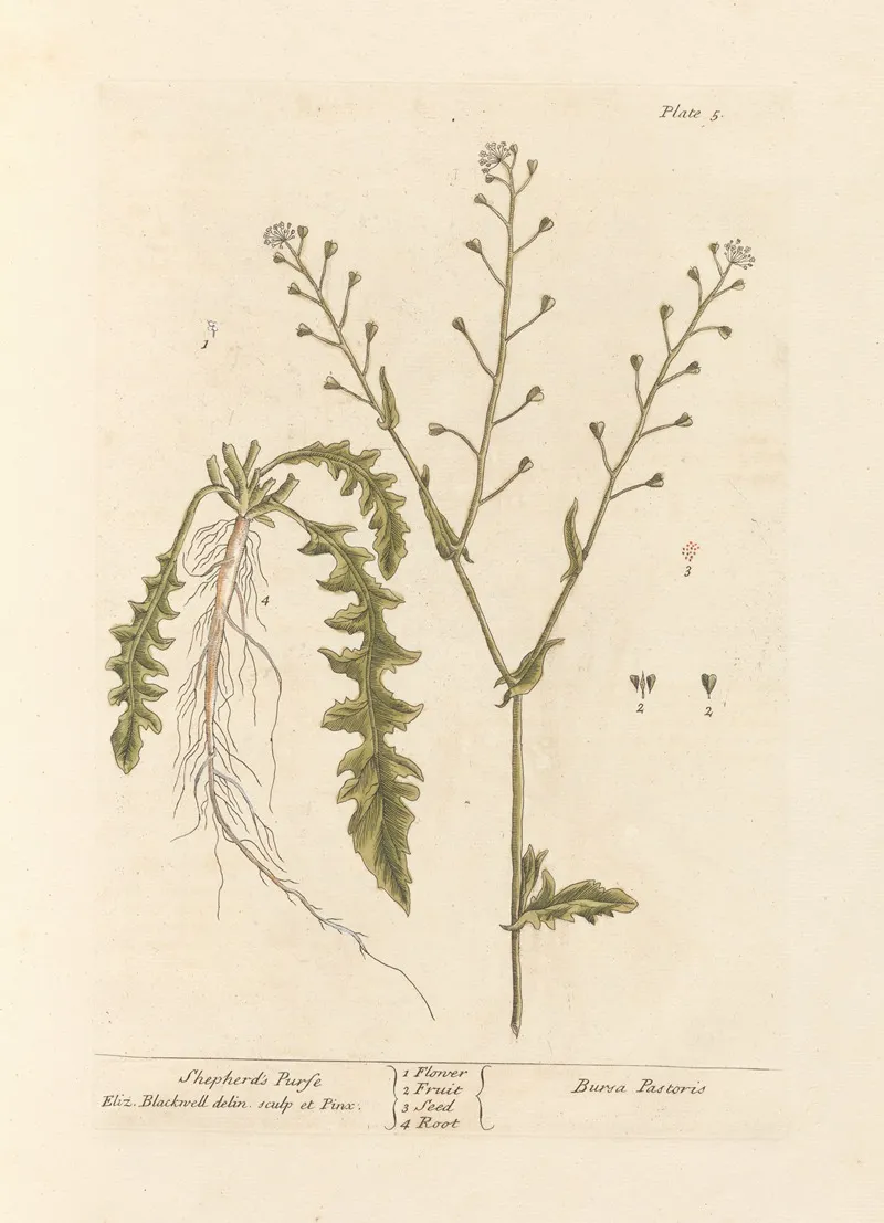 Shepherds Purse Wall Art by Elizabeth Blackwell - High-Resolution Digital Print