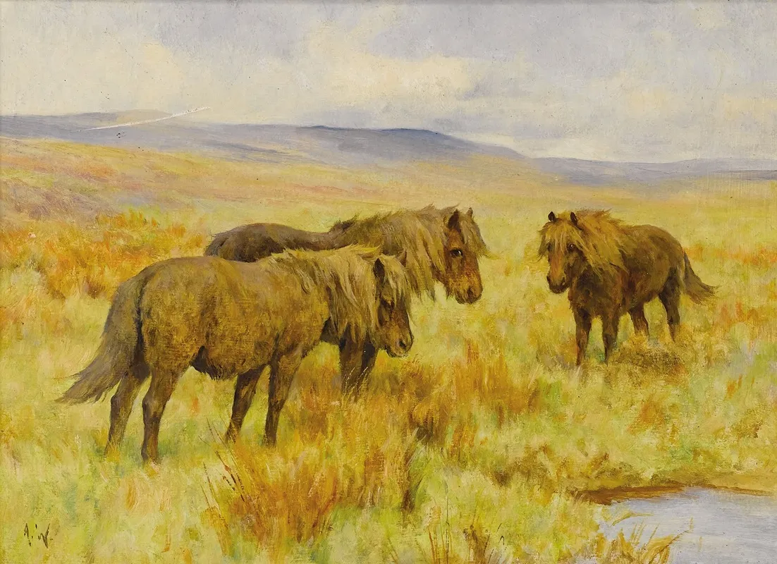 Shetland Ponies