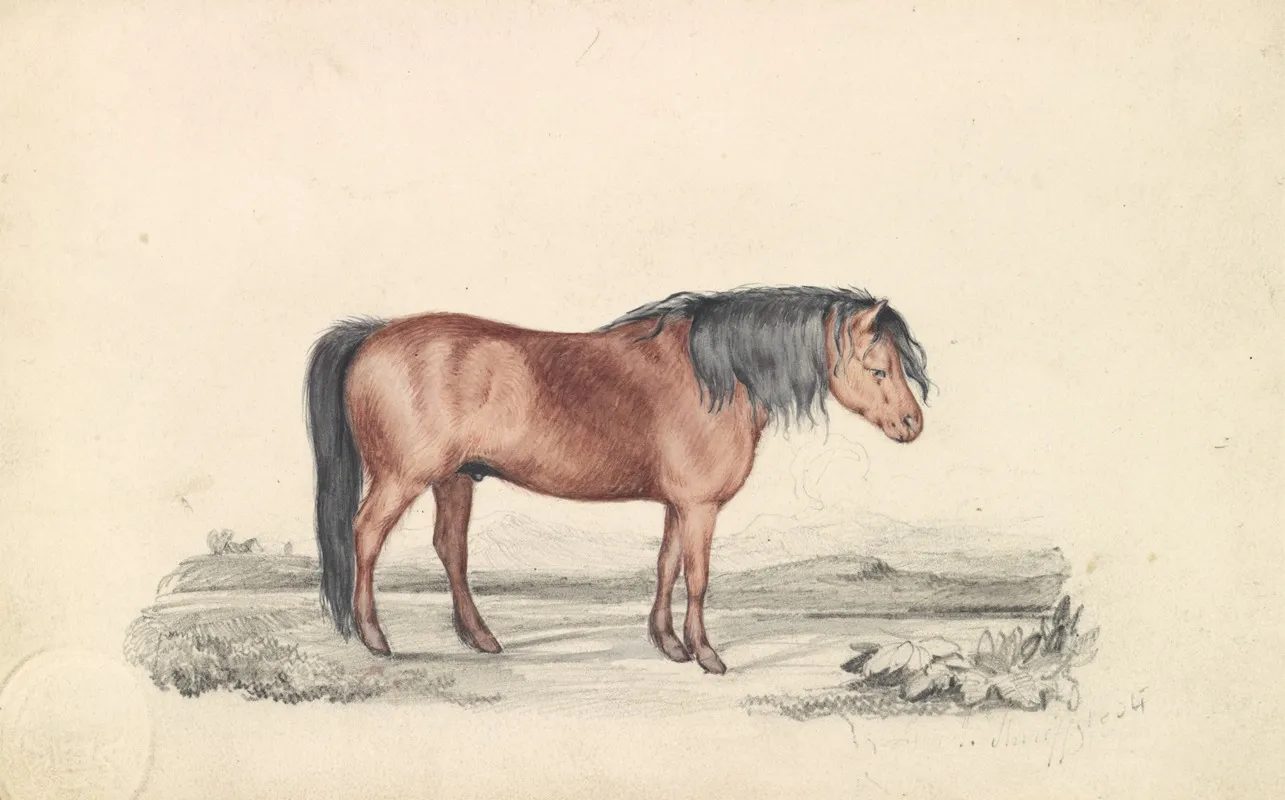 Shetland Pony Wall Art by James Stewart - High-Resolution Digital Print