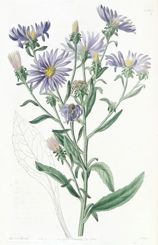 Shewy Aster Wall Art by Sydenham Edwards - High-Resolution Digital Print