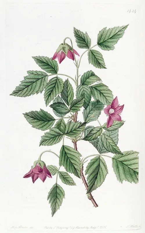 Shewy Bramble Wall Art by Sydenham Edwards - High-Resolution Digital Print