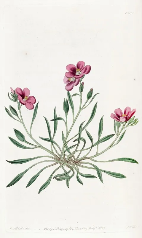 Shewy Calandrinia Wall Art by Sydenham Edwards - High-Resolution Digital Print