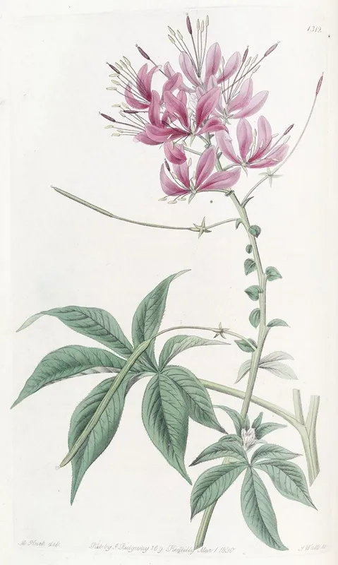 Shewy Cleome Wall Art by Sydenham Edwards - High-Resolution Digital Print