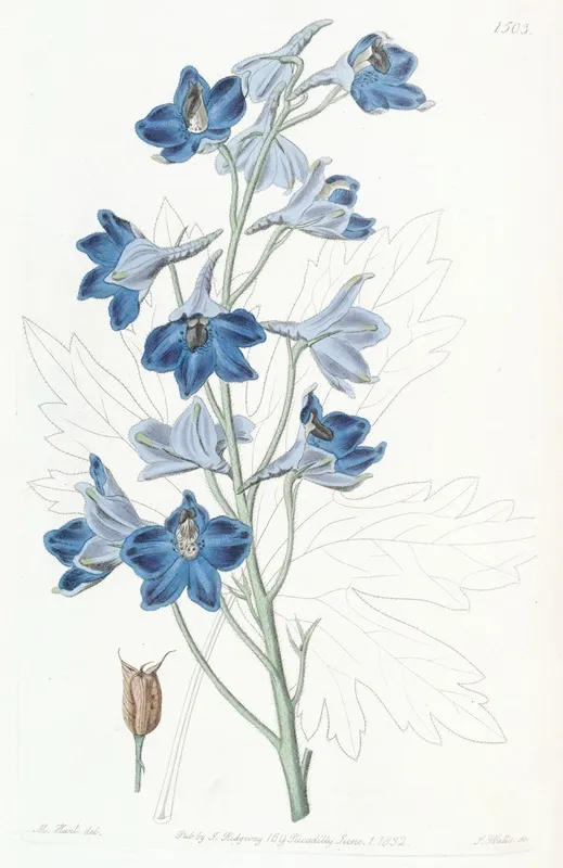 Shewy Delphinium Wall Art by Sydenham Edwards - High-Resolution Digital Print