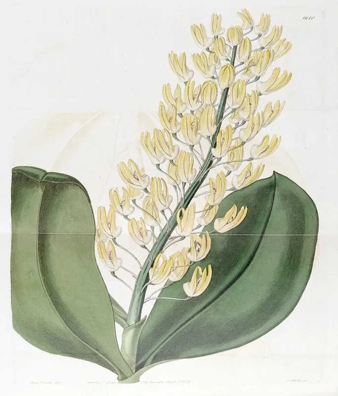 Shewy Dendrobium Wall Art by Sydenham Edwards - High-Resolution Digital Print