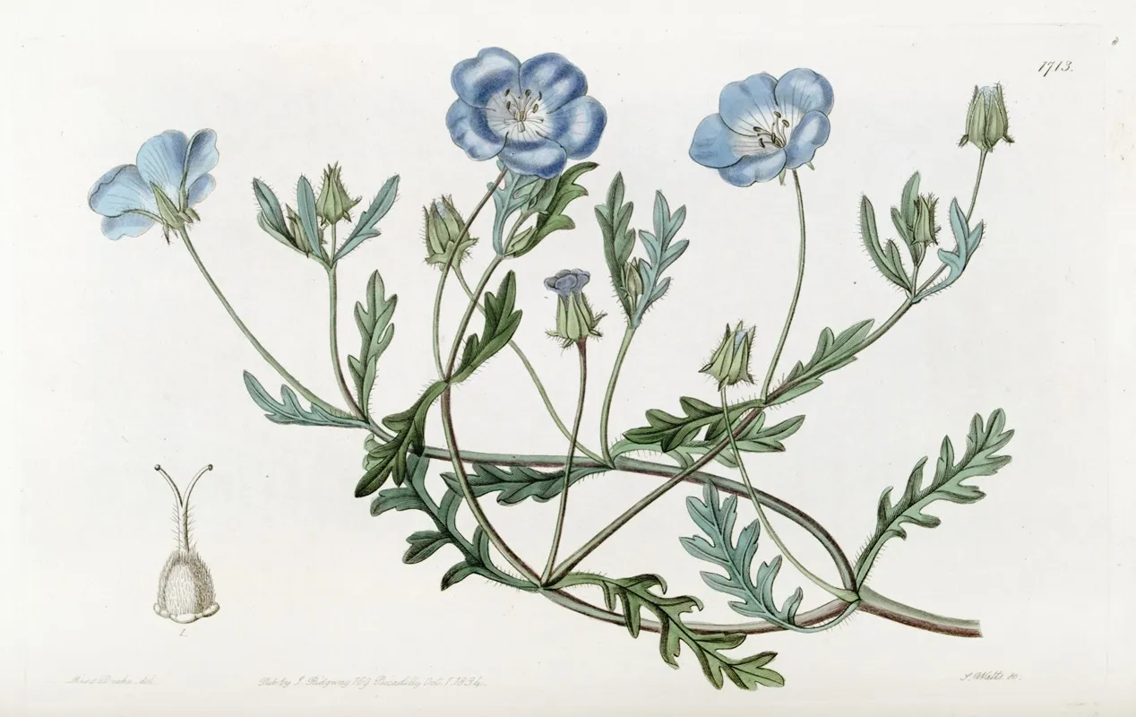 Shewy Nemophila Wall Art by Sydenham Edwards - High-Resolution Digital Print
