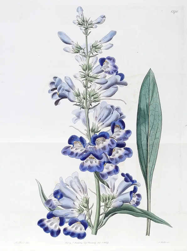 Shewy Pentstemon Wall Art by Sydenham Edwards - High-Resolution Digital Print