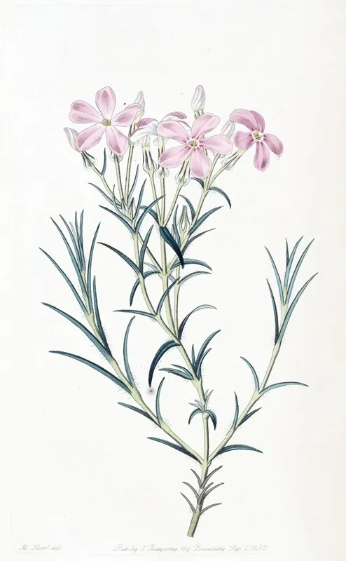Shewy Phlox Wall Art by Sydenham Edwards - High-Resolution Digital Print