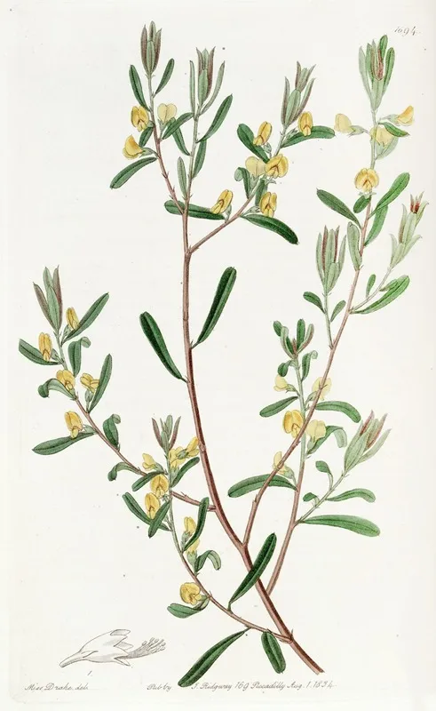 Shining Leaved Pultenaea Wall Art by Sydenham Edwards - High-Resolution Digital Print