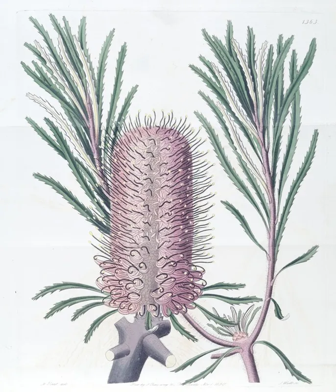 Shore Banksia Wall Art by Sydenham Edwards - High-Resolution Digital Print