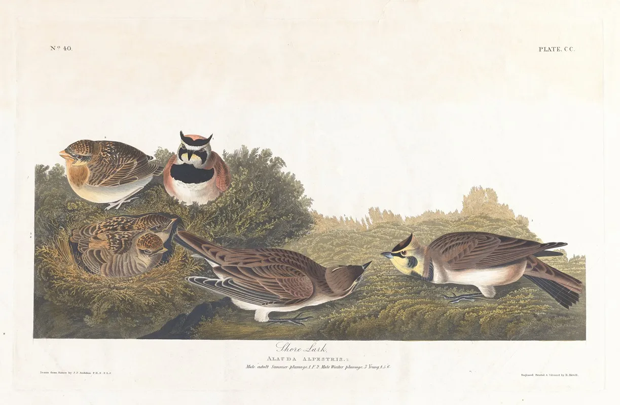 Shore Lark Wall Art by John James Audubon - High-Resolution Digital Print