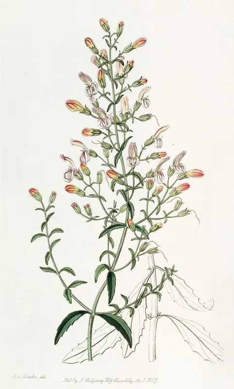 Short Flowered Pentstemon Wall Art by Sydenham Edwards - High-Resolution Digital Print