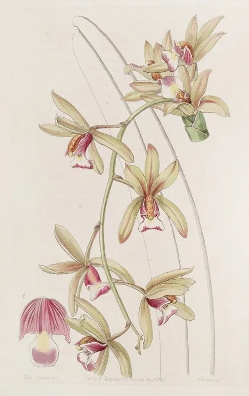 Short Lipped Thick Leaved Cymbidium Wall Art by Sydenham Edwards - High-Resolution Digital Print