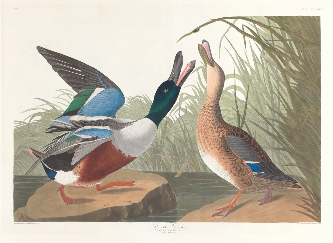 Shoveller Duck Wall Art by John James Audubon - High-Resolution Digital Print