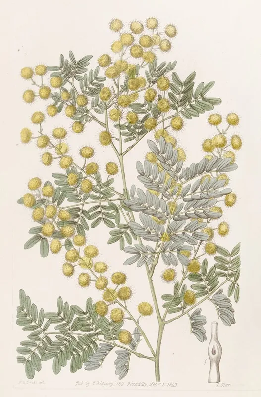 Showy Acacia Wall Art by Sydenham Edwards - High-Resolution Digital Print