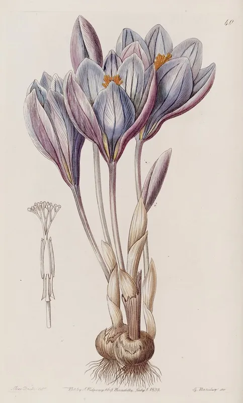 Showy Autumn Crocus Wall Art by Sydenham Edwards - High-Resolution Digital Print