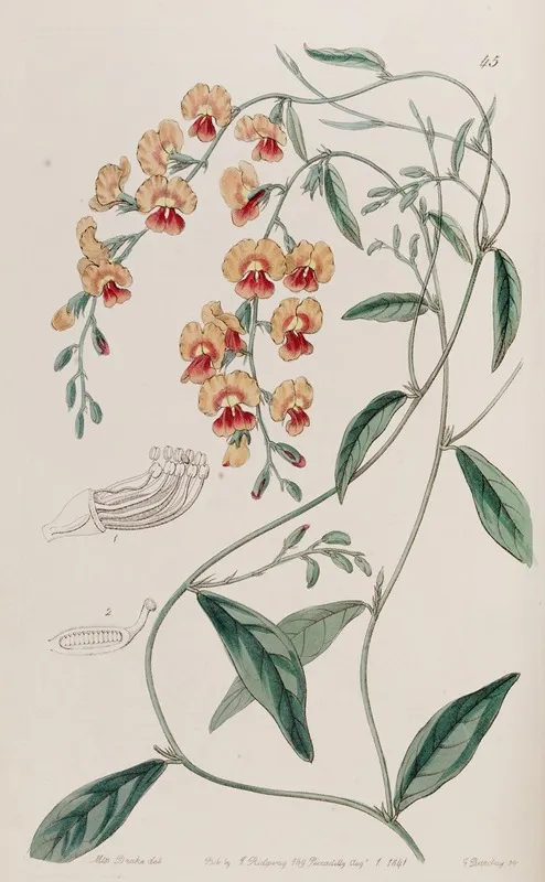 Showy Chorozema Wall Art by Sydenham Edwards - High-Resolution Digital Print
